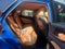 2025 Lexus NX NX 250 Premium